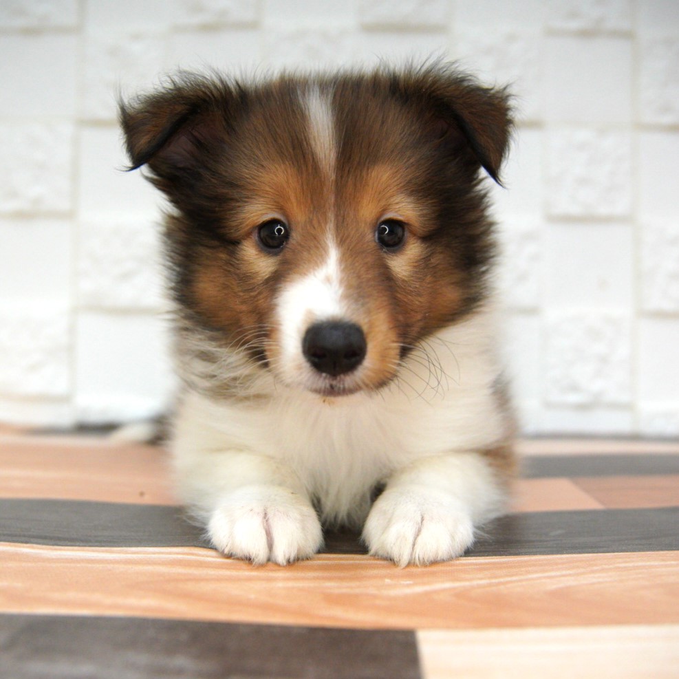 シェルティーちゃん🐶 | ペットショップ 犬の家&猫の里 | 子犬だけで